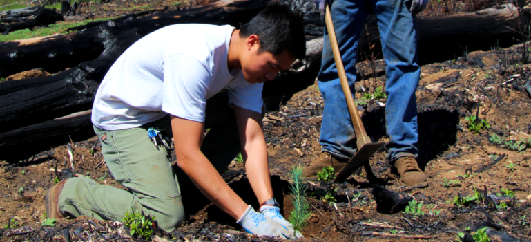 Environmental Scientist Intern planting tree